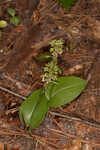 Green adder's-mouth orchid